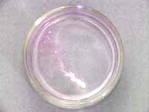 A Petri dish with a bright white solid leaving a pink trail with bubbles in a colorless liquid.