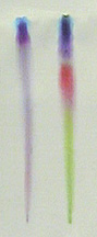 Two colored strips on a piece of paper; one purple, the other one yellow, green, red, blue, and purple