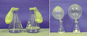 In a photo, two flasks with clear liquids capped with  balloons containing a white substance. In the second photo, the balloons inflate over the flasks, both flasks containing a cloudy liquid