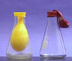 A yellow balloon is fastened around the  mouth of a flask with cloudy liquid, and the yellow balloon hangs inside the flask. A red balloon is fastened around the mouth of a flask with clear liquid, and the deflated red balloon hangs over the side of the flask.