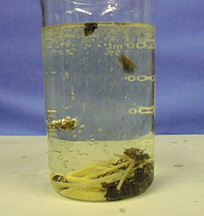Raisins float in yellow, clear liquid with bubbles inside a beaker. A string of spaghetti and a clump of raisins are at the bottom of the beakers.