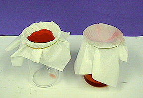 White material holding red liquid is fixed over the mouth of a clear jar, with a rubber band holding the material in place. A small amount of red liquid is seen at the bottom of the jar. Wetted, white material is fixed over the mouth of a second jar containing more red liquid. A rubber band holds the wet material in place.