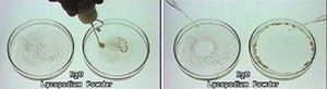 The first photo shows two petri dishes with black specks in clear liquids. A dark object appears above the petri dish on the right side of the photo. In the second photo, pipettes appear above each dish. In the left dish, black specks form a circle in the middle of the liquid. In the right petri dish, black specks cling to the outer edge of the petri dish.