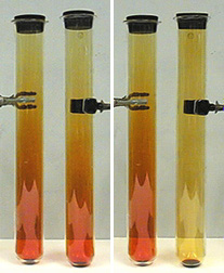Two photos, each showing two capped test tubes with dark brown liquid appearing at the bottom of the tubes. In the left photo, each tube has an upper yellow layer and a lower brown layer. In the right photo, the left tube contains an upper yellow layer and a lower brown layer. The right tube's upper and lower layers are yellow.