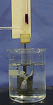 A stoppered test tube is connected to two glass tubes and attached to a dialysis bag submerged in water. Purple liquid appears in the vertical  tube test tube above the stopper. Liquid is seen in the tube inside of a beaker against a blue background. A white background is mounted behind the vertical tube.