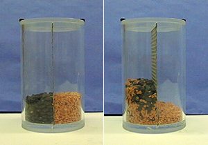 In the first photo, black beans and lentils are separated by a screen inside a plexiglass container with a lid. In the second photo, the beans and lentils are mixed on the left side of the screen, and the lentils are on the right side of the screen.
