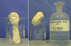 In the first photo, a glass rod holds a mass of latex inside a beaker. In the second photo, a glass rod lifts a wad of white latex inside a beaker next to a capped bottle labeled "hydrochloric acid."