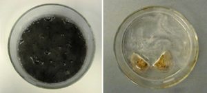 The first photo shows black solids in a liquid inside a container. The second photo shows a petri dish with two pieces of potato slices in a liquid with gas bubbles.