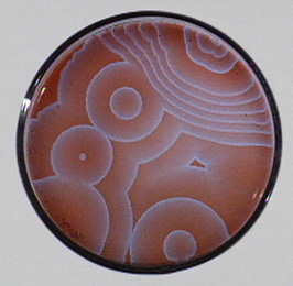 White circles and light blue bands appear in a red-orange liquid.