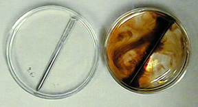 Two Petri dishes with liquid: one dish contains clear liquid and a nail, and the second dish contains red-brown streaks in liquid and a dissolving nail.