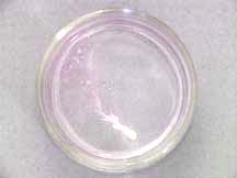 A Petri dish with a bright white solid leaving a pink trail with bubbles in a colorless liquid.