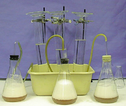 A set up showing three inverted cylinders on ring stands in a bus tub, tubing, and flasks with white foam in the upper layer and brown liquids in the lower portion of the flasks.