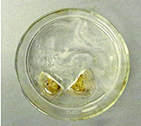 Two potato slices in a container with a liquid and gas bubbles in a Petri dish