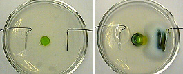 In a photo sequence, electrodes are in a gel with a drop of green solution, and the solution separates into blue and yellow bands.