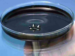 Spikes form in a dark liquid when exposed to a magnet held beneath a Petri dish