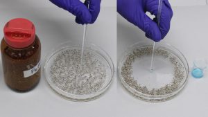The left photo shows a labeled amber bottle with a red cap, as a gloved hand places a glass rod in a petri dish with clear liquid and black pepper. In the right photo, the glass rod touches the clear liquid inside the dish, and black pepper clings to the side of the dish. A beaker with blue liquid soap is seen next to the dish.