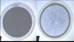 The left photo shows glass beads blocking light inside a petri dish. The right photo shows beads in a clear liquid that allows light to pass through them in a crystallizing dish.