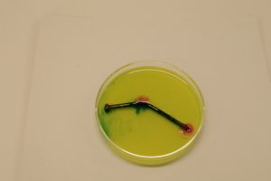A petri dish contains a nail in yellow green gel. A blue color appears at the head of the nail and the area where the nail is bent. An orange color appears at the end of the nail and in the area where the nail is bent.