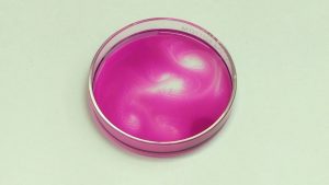 A petri dish contains pink liquid with white streaks.