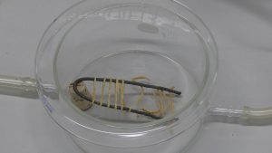 A modifies dish with hose barbs contains rubber bands stretched around a bent wire. One end of the wire rests on a cork, and broken bands are seen at the other end of the wire.