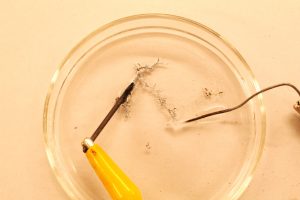 A yellow alligator clip attached to a graphite electrode in a Petri dish with zinc solution. A copper electrode is also present. Zinc crystals form between the electrodes.